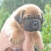 Dogue de Bordeaux Dogue de Bordeaux Beautiful Puppies