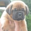 Dogue de Bordeaux Dogue de Bordeaux Beautiful Puppies
