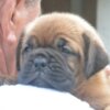 Dogue de Bordeaux Dogue de Bordeaux Beautiful Puppies