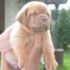 Dogue de Bordeaux Dogue de Bordeaux Beautiful Puppies