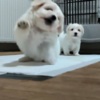 Coton de Tulear Coton de Tulear