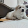 Coton de Tulear Coton de Tulear