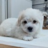 Coton de Tulear Coton de Tulear
