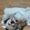 Coton de Tulear Coton de Tulear