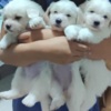 Coton de Tulear Coton de Tulear