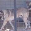 Anatolian Shepherd Dog Turkish Kangal, male dog