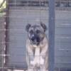 Anatolian Shepherd Dog Turkish Kangal, male dog