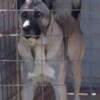 Anatolian Shepherd Dog Turkish Kangal, male dog