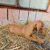 Vizsla Short-haired Hungarian Vizsla, puppies