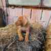 Vizsla Short-haired Hungarian Vizsla, puppies