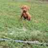 Vizsla Short-haired Hungarian Vizsla, puppies