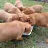 Vizsla Short-haired Hungarian Vizsla, puppies