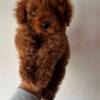 Poodle Red and apricot mini miniature poodles