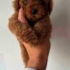 Poodle Red and apricot mini miniature poodles