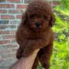 Poodle Red and apricot mini miniature poodles