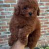 Poodle Red and apricot mini miniature poodles