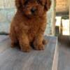 Poodle Red and apricot mini miniature poodles