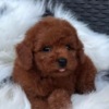Poodle Red toy poodle