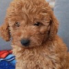 Poodle Red toy poodle
