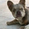 French Bulldog French Bulldog female