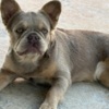 French Bulldog French Bulldog female