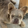 French Bulldog French Bulldog female