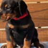 Doberman Pinscher Dobermann Puppies for sale. Business Whatsapp :+447392009828
