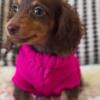 Dachshund Adorable Dachshund Puppies for sale. Business Whatsapp :+447392009828