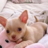 Chihuahua Adorable Chihuahua Puppies for saale. Business Whatsapp :+447392009828