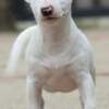 Bull Terrier (Miniature) Miniature Bull Terrier