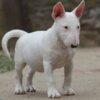 Bull Terrier (Miniature) Miniature Bull Terrier