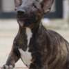Bull Terrier (Miniature) Miniature Bull Terrier