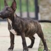 Bull Terrier (Miniature) Miniature Bull Terrier