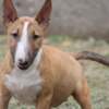 Bull Terrier (Miniature) Miniature Bull Terrier