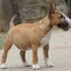 Bull Terrier (Miniature) Miniature Bull Terrier