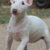 Bull Terrier (Miniature) Miniature Bull Terrier