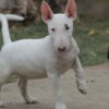 Bull Terrier (Miniature) Miniature Bull Terrier