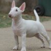 Bull Terrier (Miniature) Miniature Bull Terrier