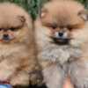 Pomeranian Pomeranian Spitz puppies