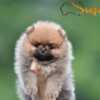 Pomeranian Pomeranian Spitz puppies