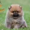 Pomeranian Pomeranian Spitz puppies