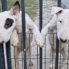 Bull Terrier Standard Bull Terrier Puppies