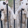 Bull Terrier Standard Bull Terrier Puppies