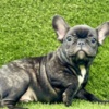 French Bulldog French Bulldog