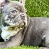 French Bulldog French Bulldog