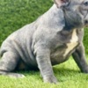 French Bulldog French Bulldog