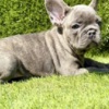 French Bulldog French Bulldog