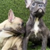 French Bulldog French Bulldog