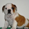 Bulldog English Bulldog