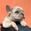 French Bulldog Exotic French Bulldog Balkan – TOP quality puppies